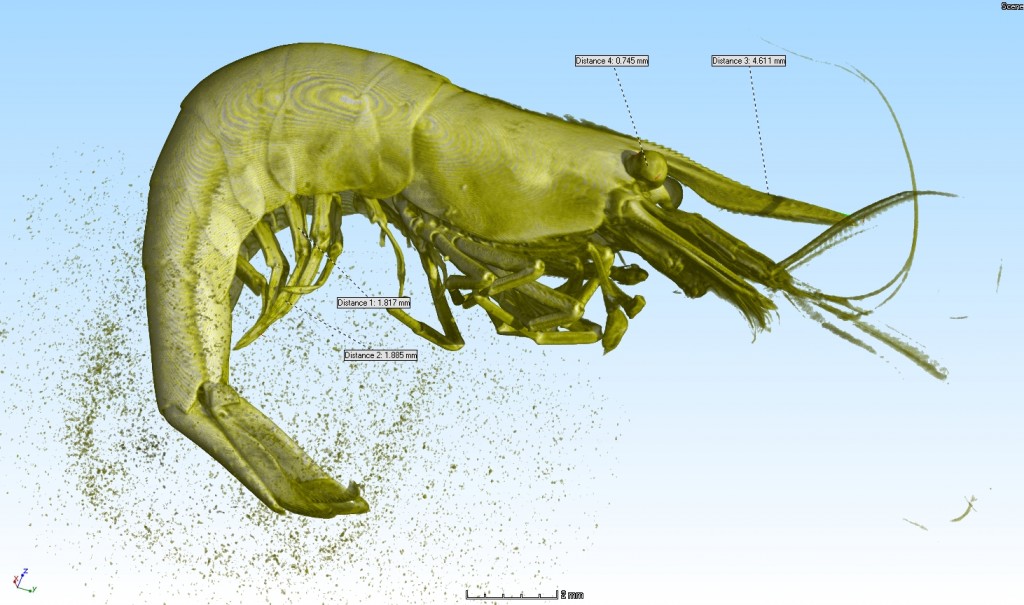 shrimp measure anatomy