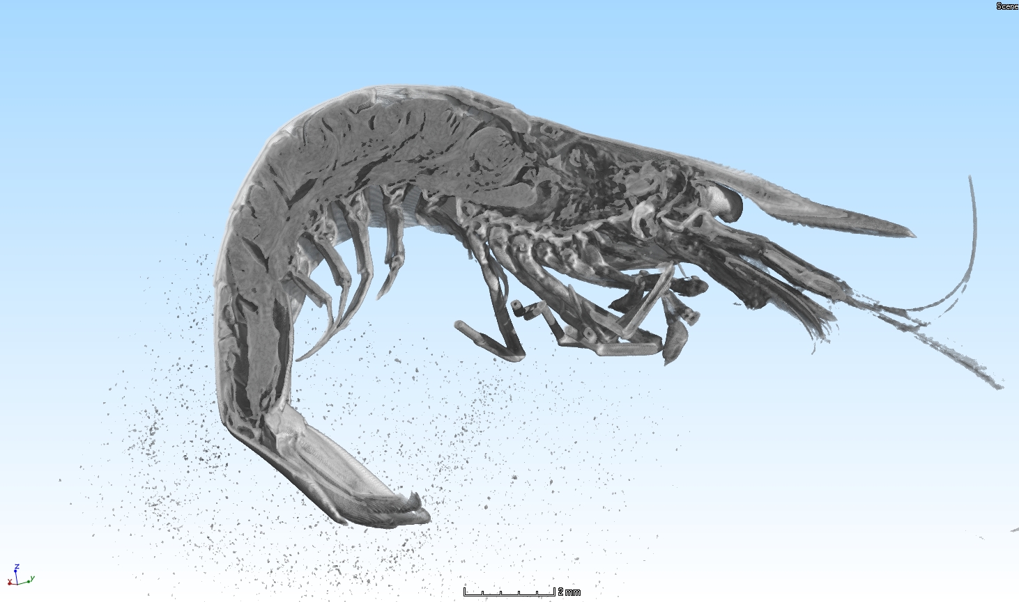 Anatomy of a shrimp