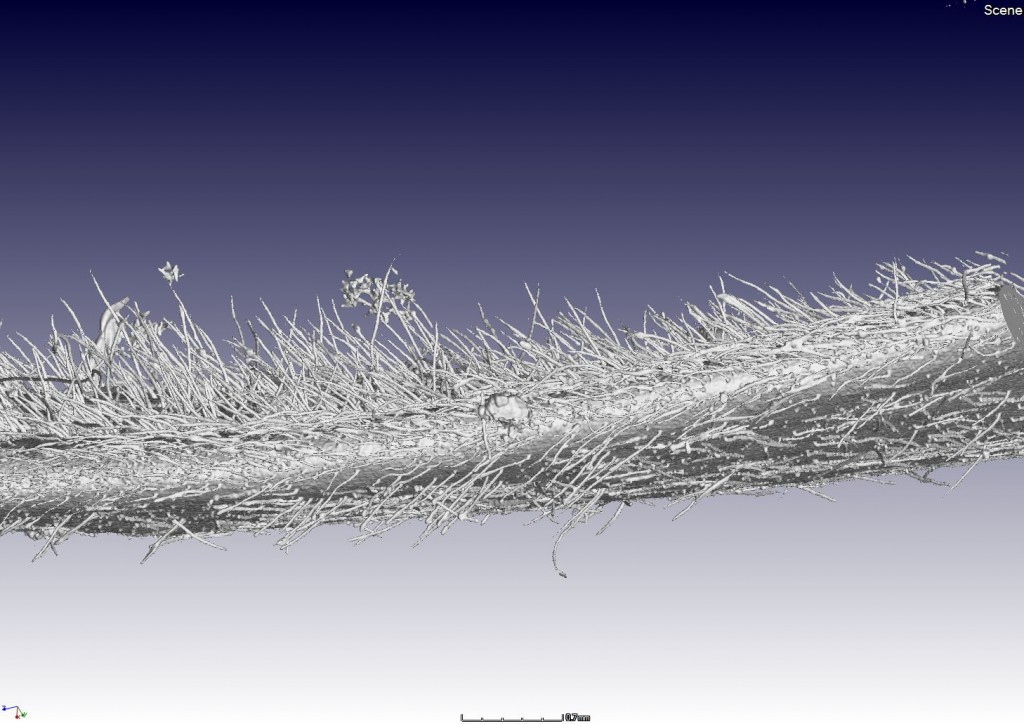 leaf hairs side view 3D