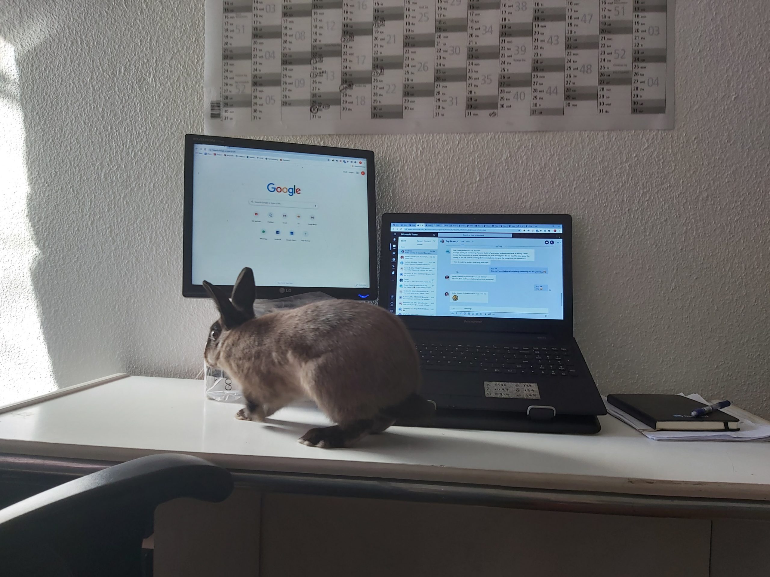 Rabbit on a desk