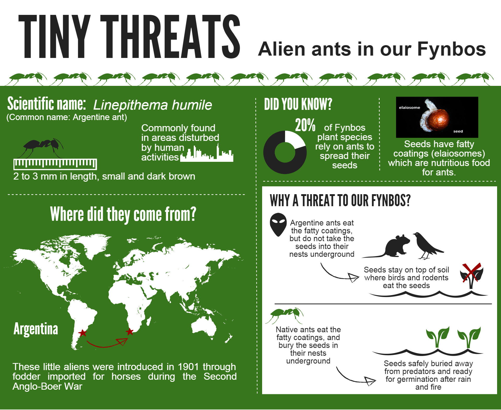 Tiny Threats - Aliens ants in our Fynbos