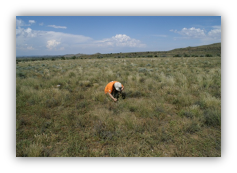 Dr Brigitte Braschler, lead author of the paper, conducting ant surveys.