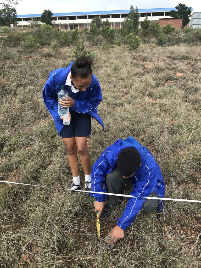 Learners from Gerrit du Plessis planting pitfall traps on schoolyard