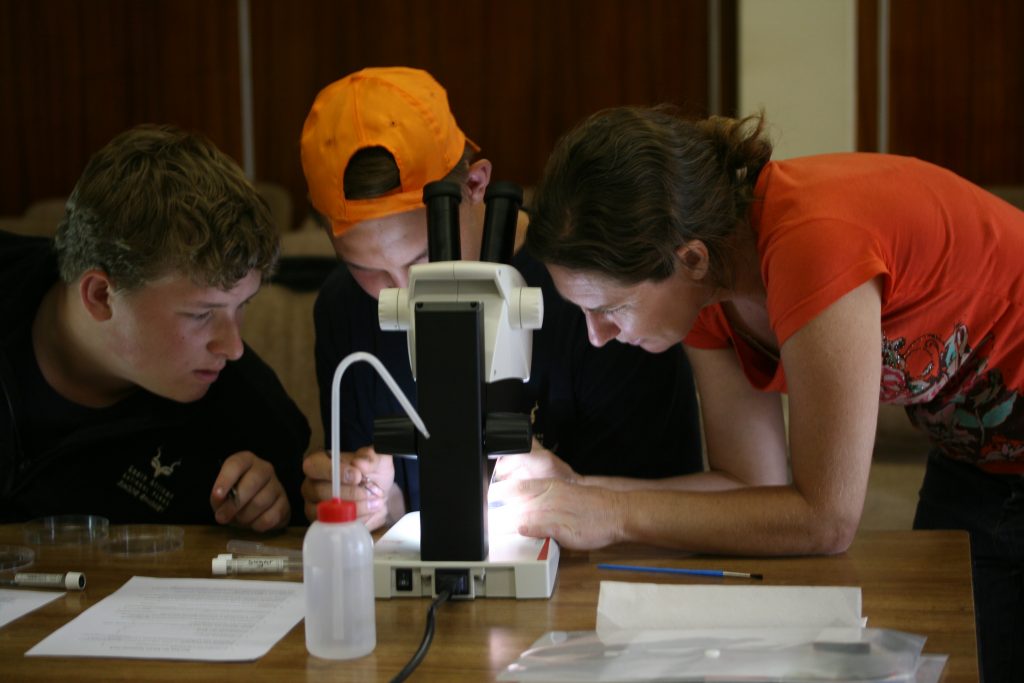 Junior rangers examining ants under the microscope