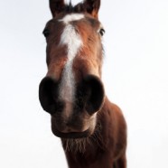 From the horse’s MOUTH? – Government’s views on the National Anthem