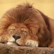 “Awakening The Lion” – Portraying The Tip Of The Iceberg