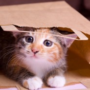 Letting the Copyright Cat Out Of The Bag