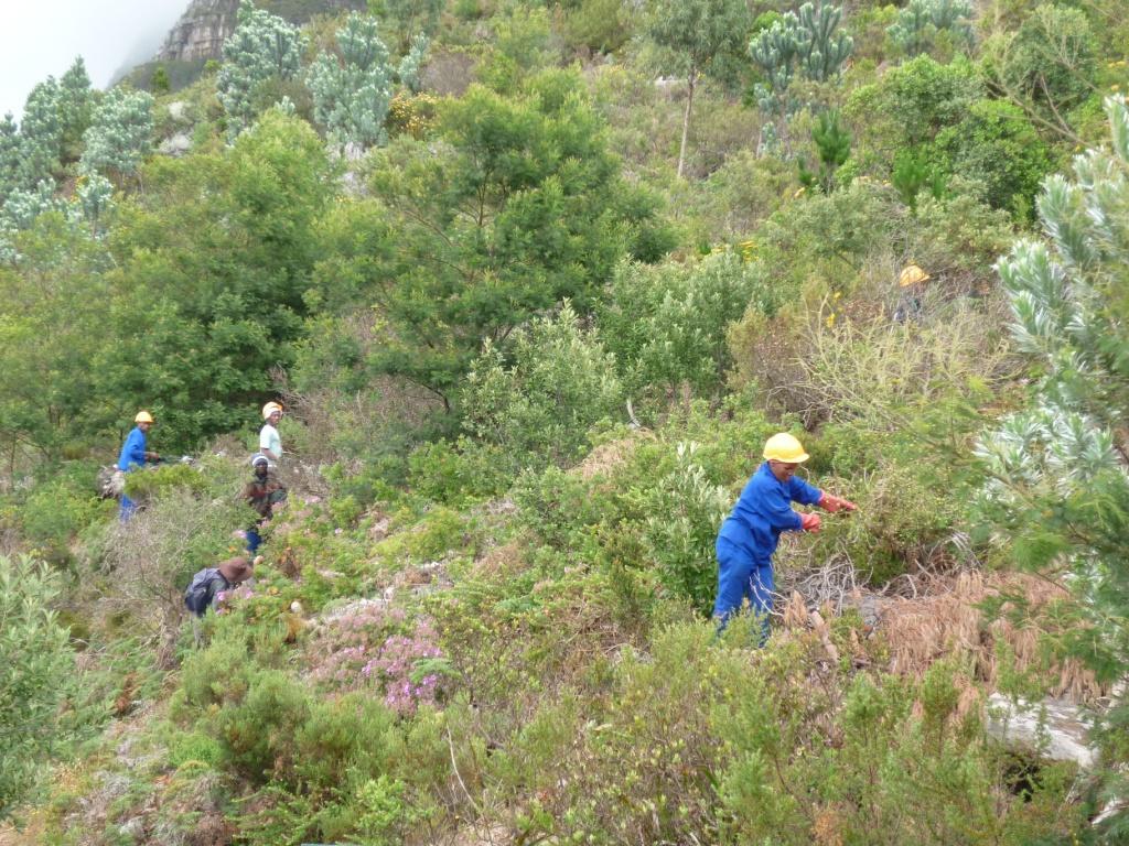 Clearing teams are systematically surveying the area for new plants.