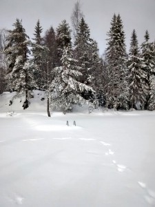 Cross country skiing landscape