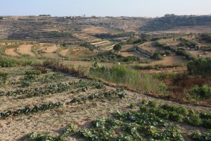 Gozo's agricultural countryside, vegetables and grass for dairy cattle.