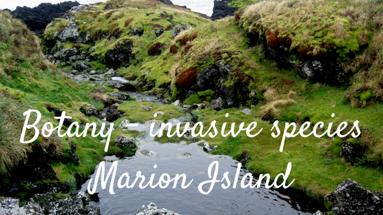 Marion Island, Invasive Speices, Aliens, SANAP Project