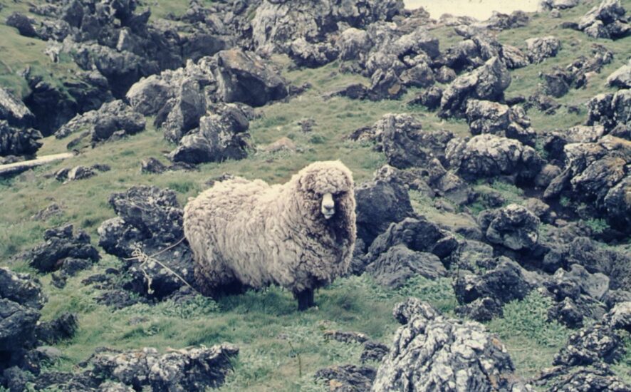 Sheep on Marion Island