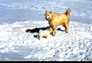 Husky and pup SANAE 3 Duncan Baker