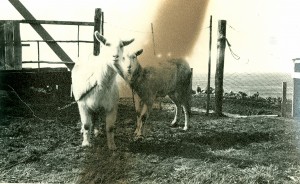 Goats Christo Wolfaardt