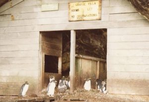 La Grange Villa with penguins c 1980_8n