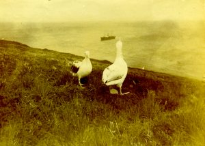Albatrosses by the nest Solglimt first voyage , Possession Crozets Harboe Ree 1907_08 Vestfoldarkivet_2