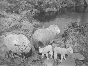 sheep-with-lambs-j-bothma