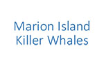 Marion Island Killer Whales                