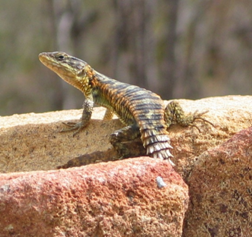 Read more about the article Novel climate predictors of reptile performance at global scales