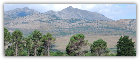 Read more about the article Is forestry with pines sustainable in fynbos areas?
