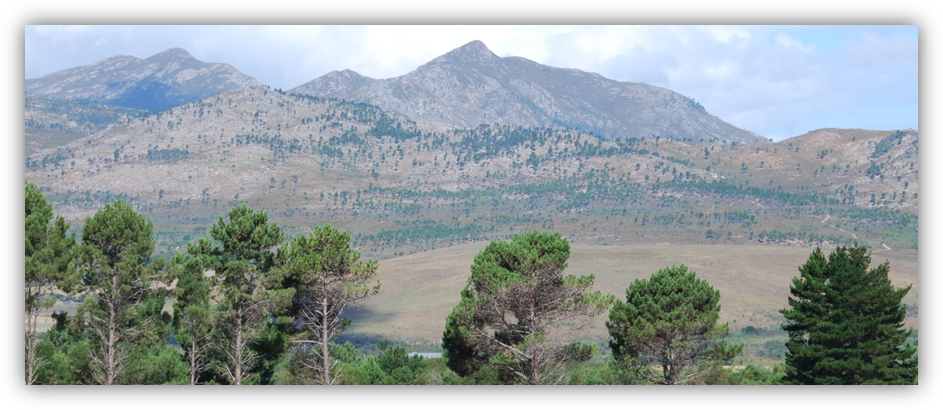 Mountain catchment areas invaded by pines