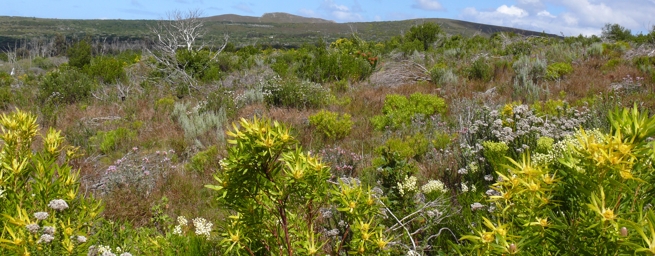 Fynbos landscape