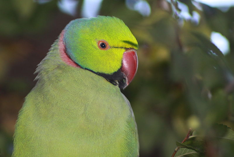 Read more about the article Public surveys contribute to rose-ringed parakeet research