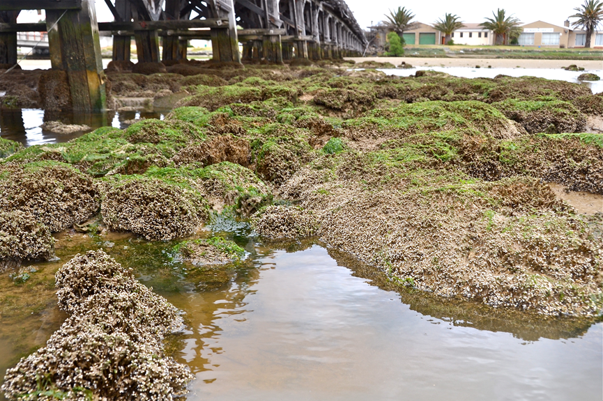 The alien polychaete, Ficomomatus enigmaticus, forms large calcified reefs around the pilings of bridges and other hard structures in small, urban estuaries