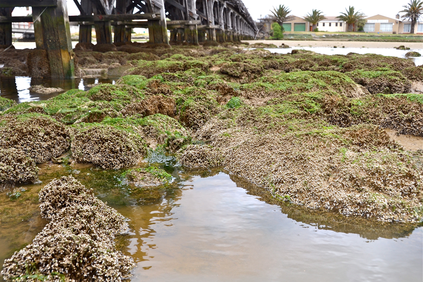 Read more about the article Long-term study highlights ecological changes in an urban estuary