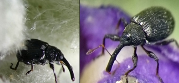 Read more about the article Flower-feeding weevils: a long-term solution to Bugweed?