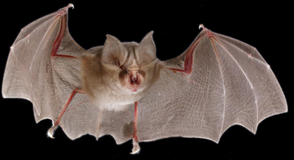 Read more about the article Discoveries of new bat species highlight the importance of mountains