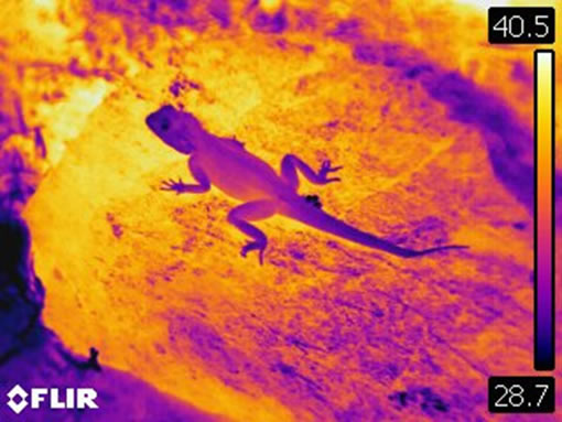 Read more about the article Can we predict the capacity for thermoregulatory behaviour to buffer climate warming impacts?