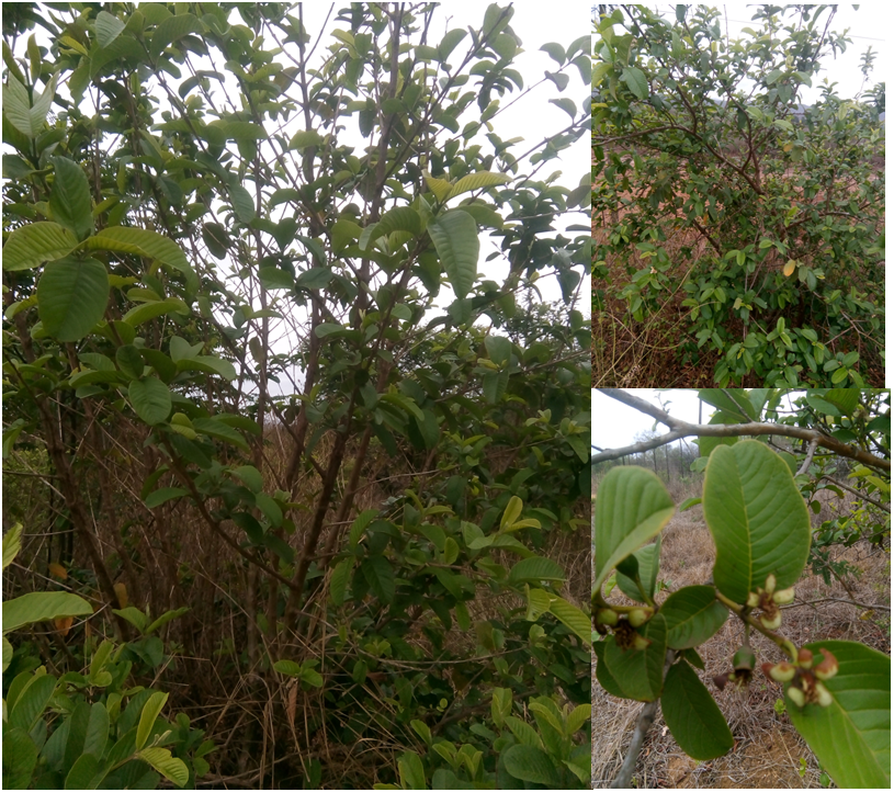 Read more about the article Guava invasion facilitates changes in some soil properties
