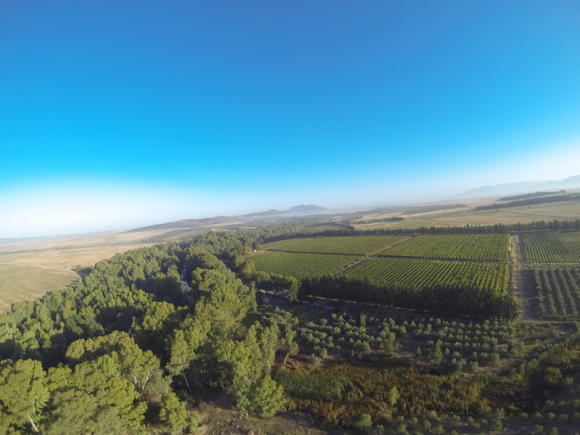 Read more about the article River red gum in South Africa – towards a national management strategy