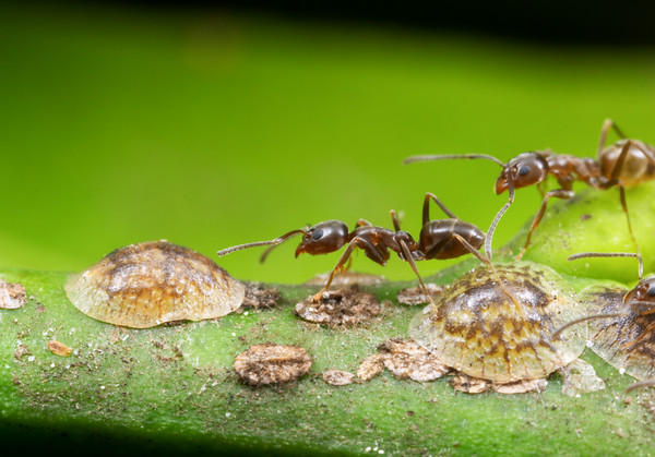 Argentine ants tending scale insects