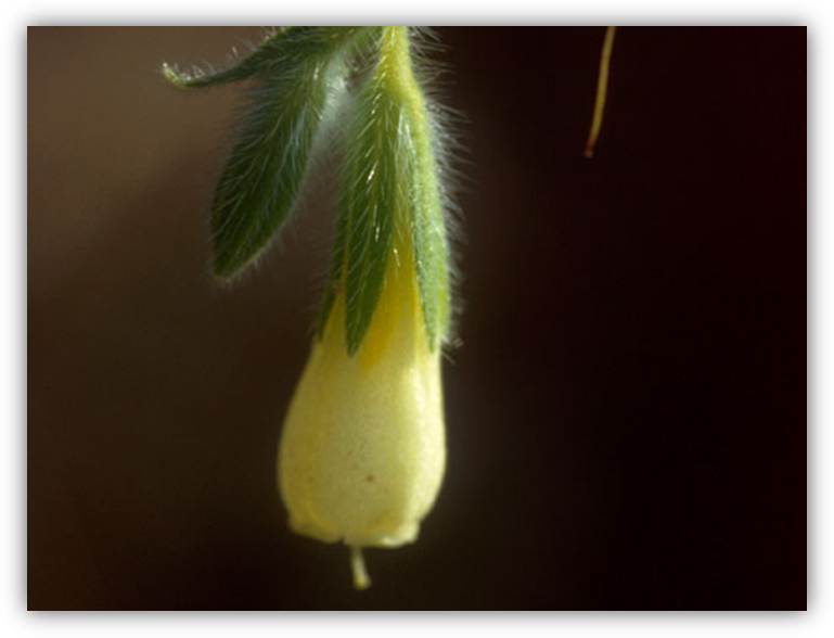 Onosma helvetica ssp. austriaca