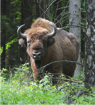 European bison, Bison bonasus