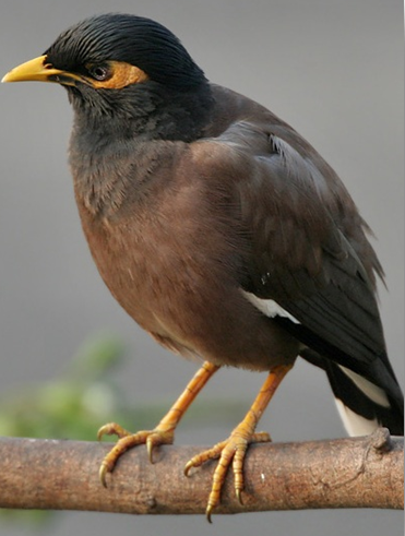 Common Myna (Acridotheres tristis)