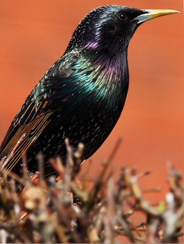 European Starling (Sturnus vulgaris)