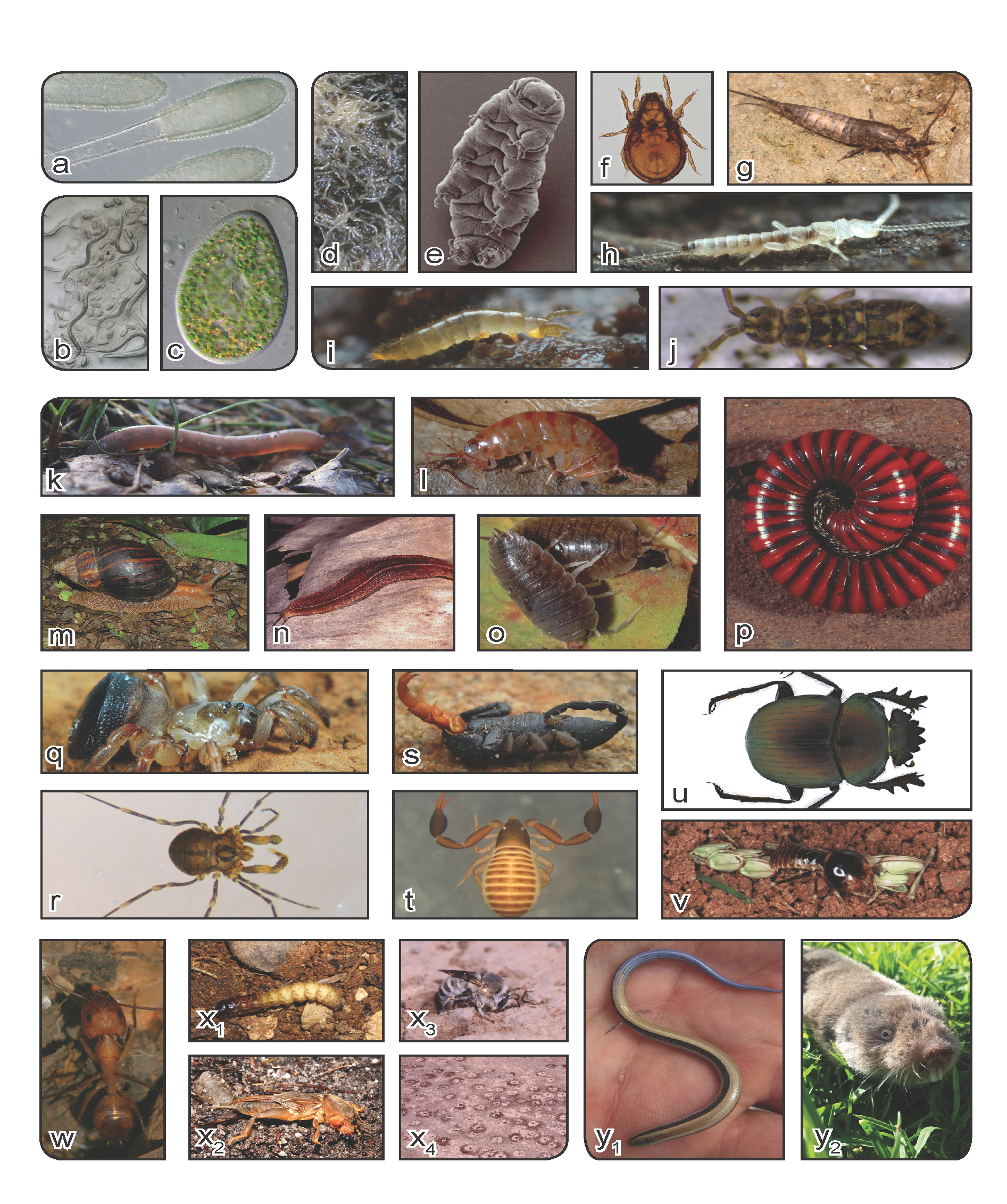 Soil groups discussed in the review