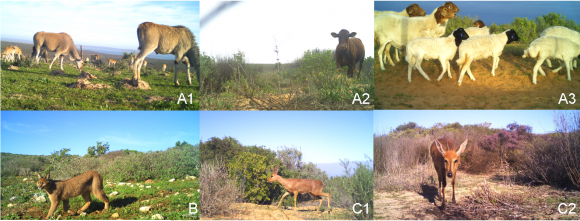 Read more about the article Predator versus practice: exploring predation and land management as drivers of small antelope occurrence