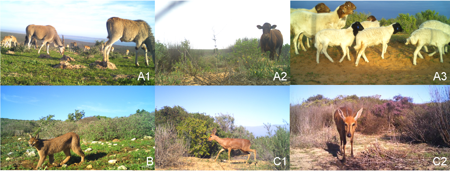 Read more about the article Predator versus practice: exploring predation and land management as drivers of small antelope occurrence