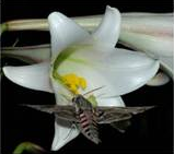 The hawk moth Agrius convolvuli pollinating the Taiwanese lily species Lilium formosanum