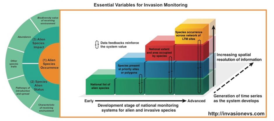 Essential variables for the monitoring of biological invasions