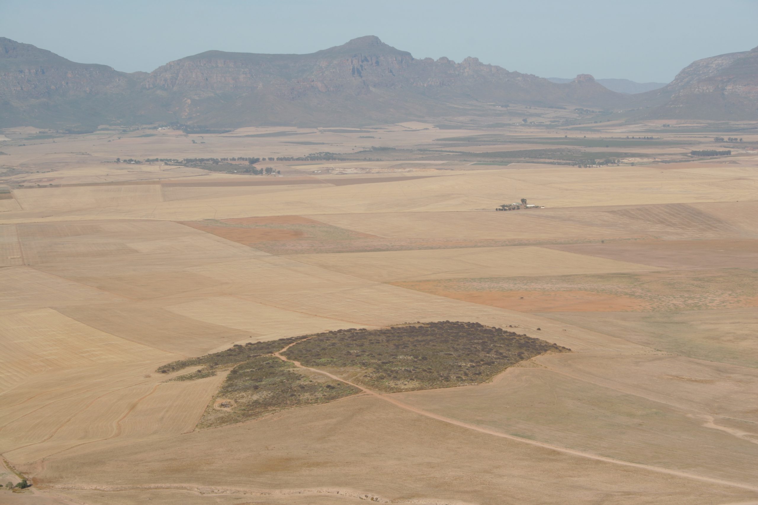 A remnant patch of Renosterveld in the Piketberg area
