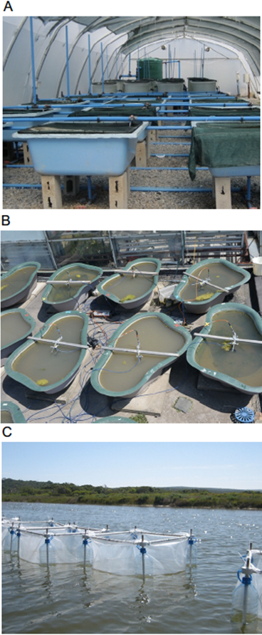 Mesocosms and enclosures in SA and UK