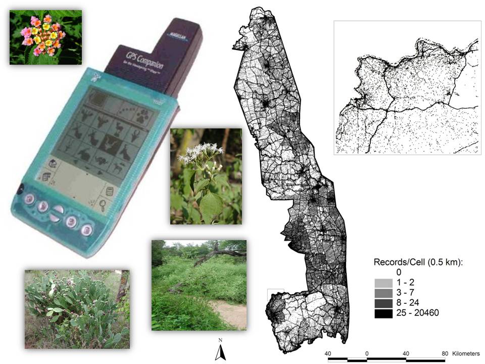 Read more about the article Towards an optimal strategy for monitoring invasive plants in protected areas