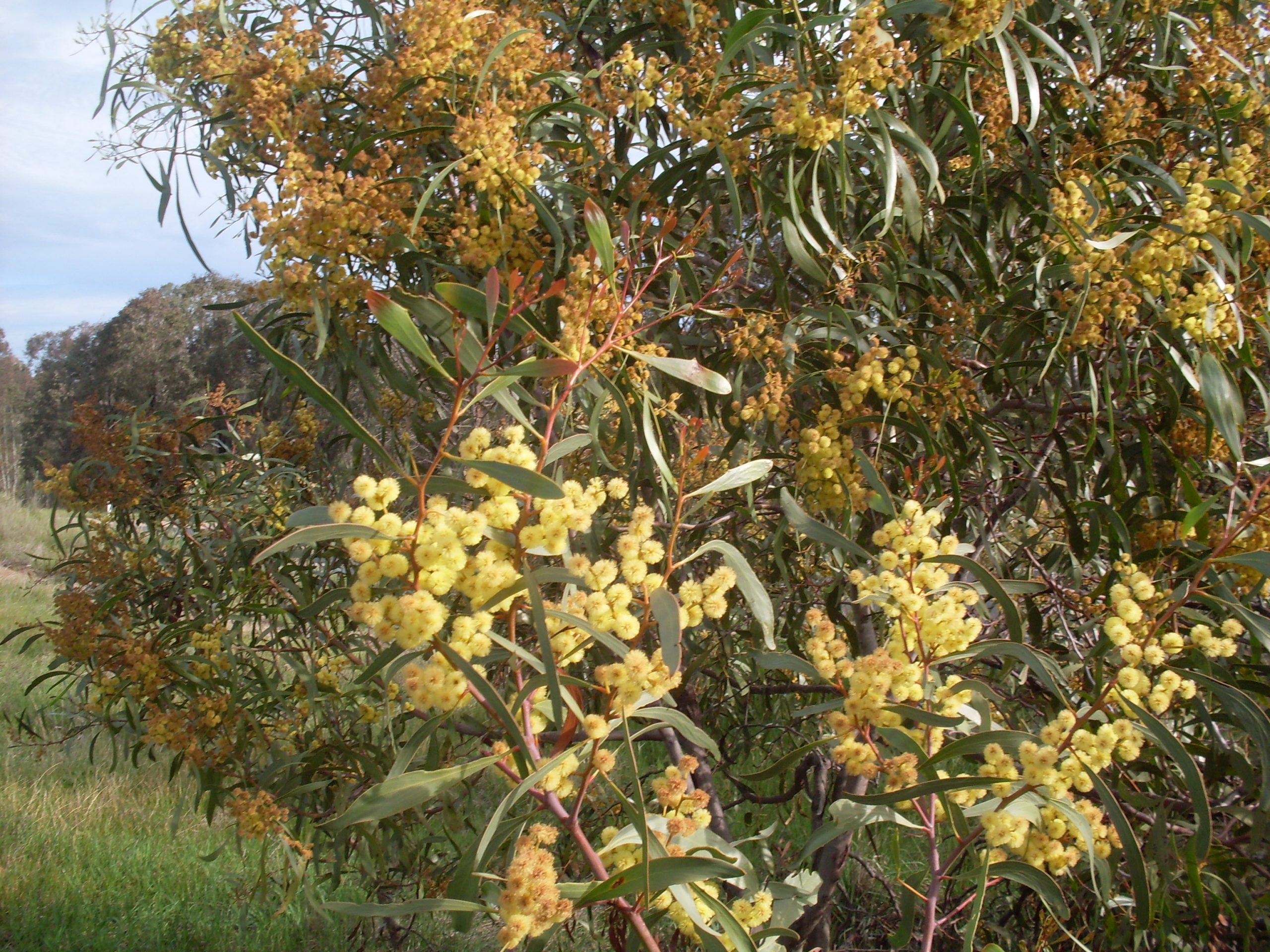Golden wattles, Acacia pycnantha