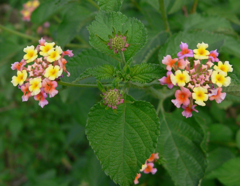 Lantana (Lantana camara)