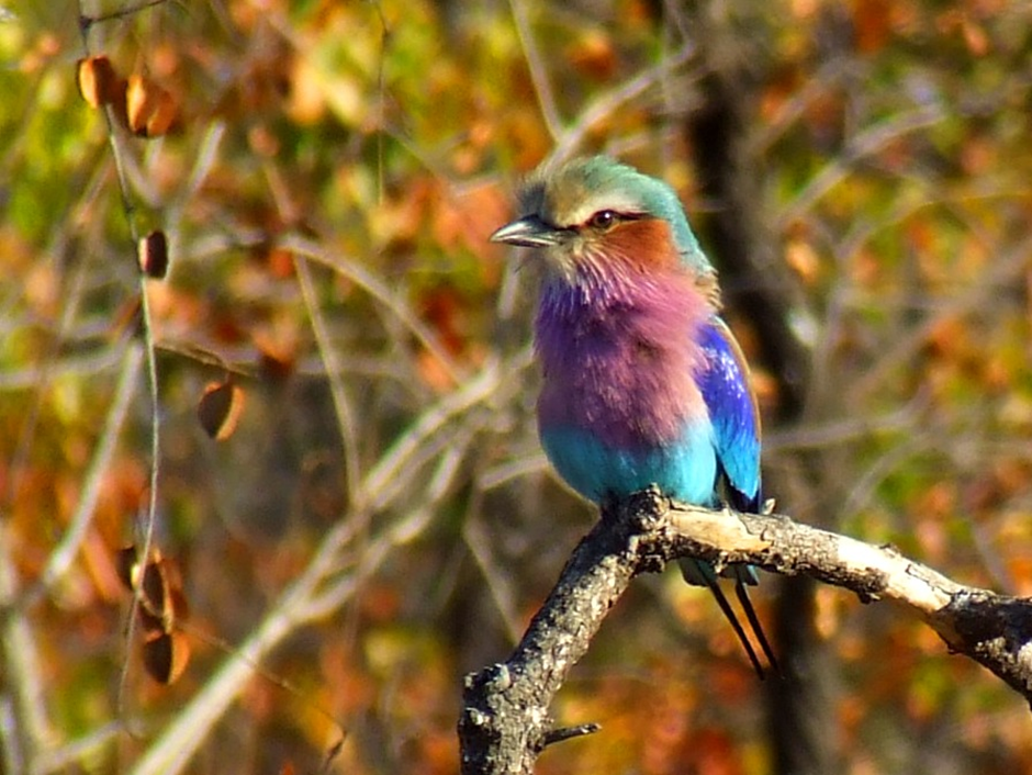 Lilac-breasted roller (Coracias caudata)